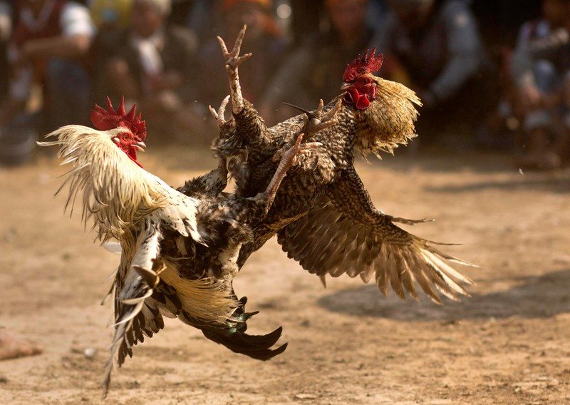Vào thời điểm giao mùa chiến kê dễ bị ốm hơn
