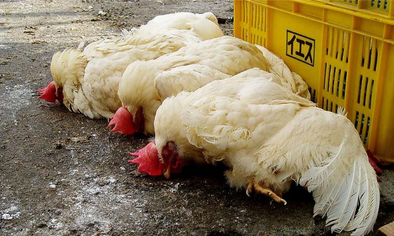 Dấu hiệu nhận biết gà đá biếng ăn